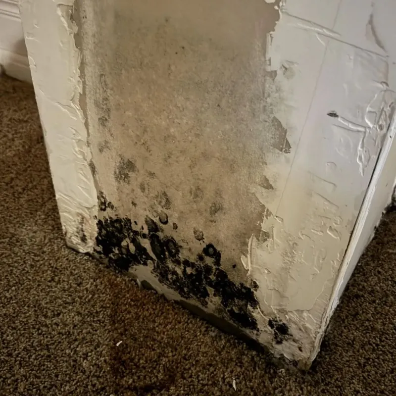 Professional Mold Removal in Big Rock, IL